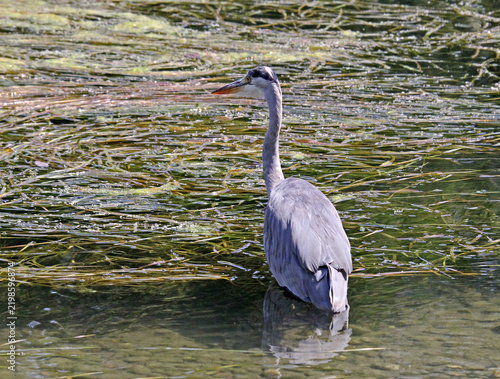 airone cinerino (Ardea cinerea) a caccia tra le erbe acquatiche