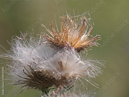 semi volanti di cardo (Cirsium vulgare)