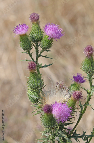 calici spinosi e fiori violetti di cardo (Cirsium vulgare)