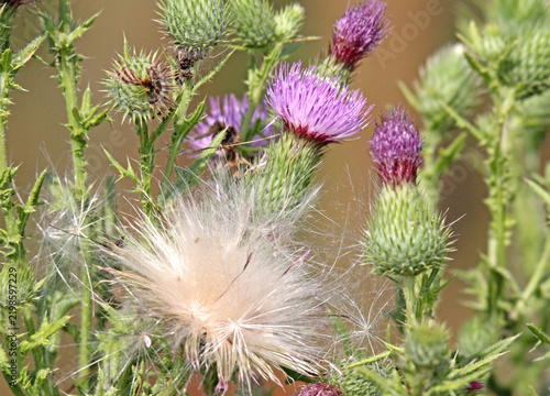 semi volanti e fiori di cardo (Cirsium vulgare)