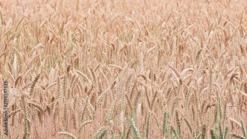 Dry ripe golden wheat field background pattern during summer harvest season, agricultural food security concept, high angle view
