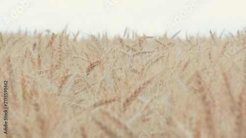 Ripening wheat ears touching softly in wind before harvest on agricultural crop field, farming industry concept, medium shot