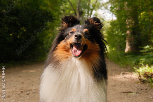 Canvastavla border collie dog