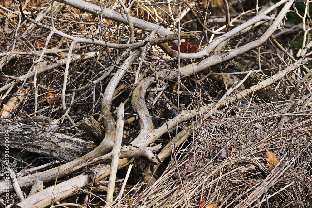 Obraz premium Pile of dry branches background. Tangled dead wood and twigs outdoors. Weathered sticks form natural woodland texture. Cut brushwood and dried vegetation. Rustic organic debris detail.