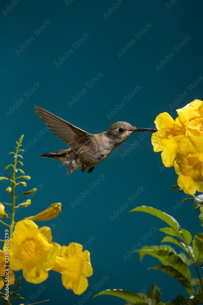 Obraz premium Calliope hummingbird feeding on a flower