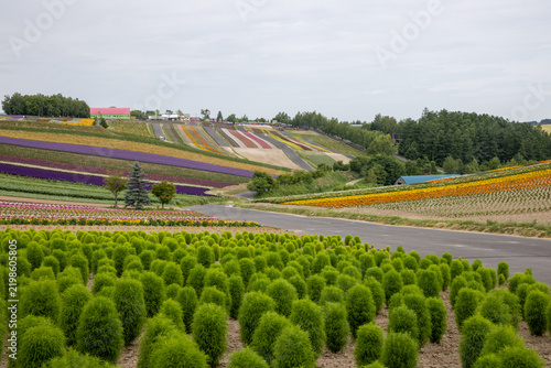 Unusual green bushes and rows of colorful summer flowers in rolling hills of Biei in Hokkaido, Japan