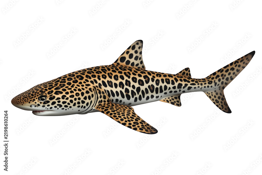 Obraz premium Leopard patterned shark with broad fins and curved body