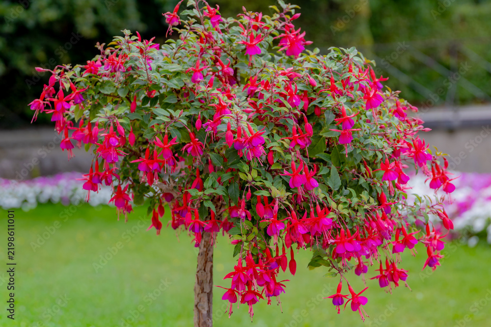 Obraz premium Selective focus of Fuchsia magellanica, Purple pink flowers in the garden, Hummingbird fuchsia or hardy fuchsia is a species of flowering plant in the family Evening Primrose family, Floral background