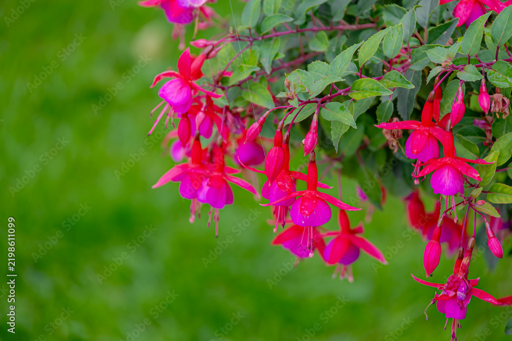 Obraz premium Selective focus of Fuchsia magellanica, Purple pink flowers in the garden, Hummingbird fuchsia or hardy fuchsia is a species of flowering plant in the family Evening Primrose family, Floral background