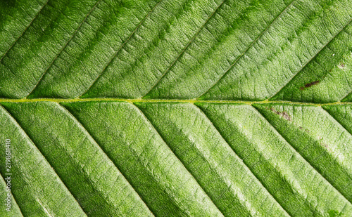Plakat Green Leaf Macro Texture with Ribbed Veins