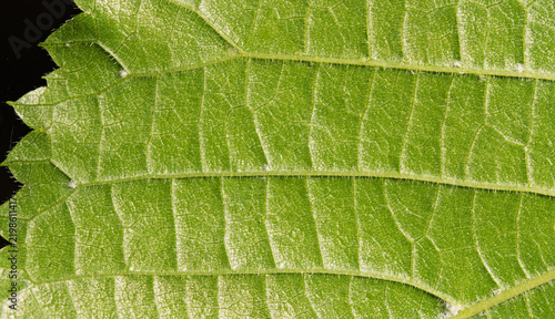Plakat Serrated Green Leaf Underside Macro Texture