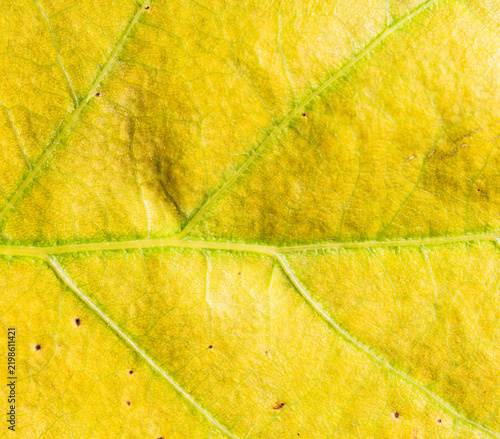 Plakat Yellow Leaf Macro Texture with Green Veins
