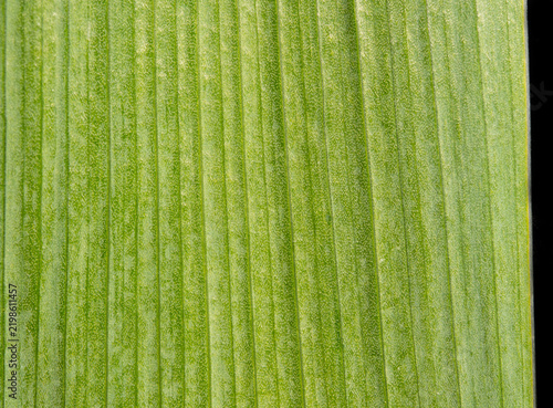 Plakat Light Green Leaf Macro with Vertical Ribbed Texture