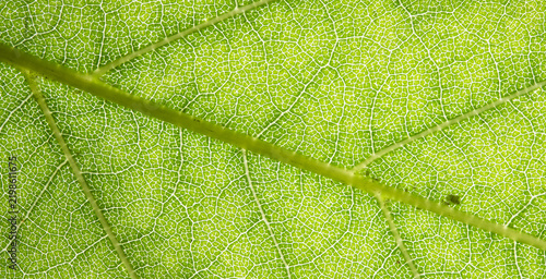 Plakat Backlit Green Leaf Vein Macro Texture