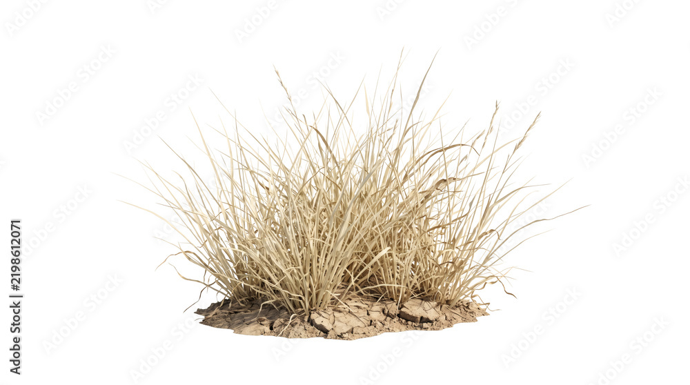 Naklejka premium Cluster of wild golden dry prairie grass tufts with feather-like seed heads and slender stems. Autumn savanna meadow steppe botanical plant element on pure white background template display.