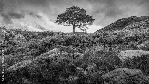 A hike along Loch Maree during early Scottish morning in Furnace, Achnasheen, UK