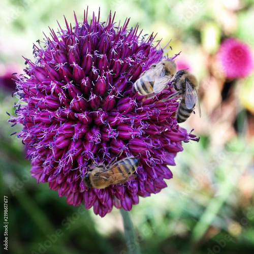 Honeybees busily pollinating a vibrant purple ornamental allium flower head in the garden.