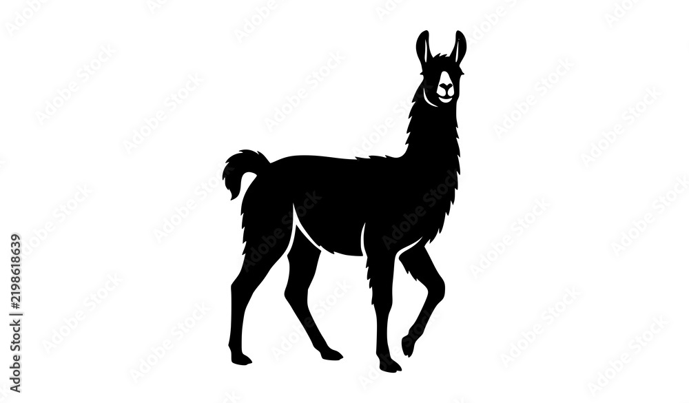 Fototapeta premium Black llama silhouette walking front facing vector illustration animal design farm alpaca artwork