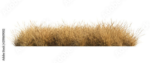 Horizontal border strip of wild golden dry prairie grass tufts with slender windblown stems. Autumn savanna grassland steppe botanical plant element on white background template display.