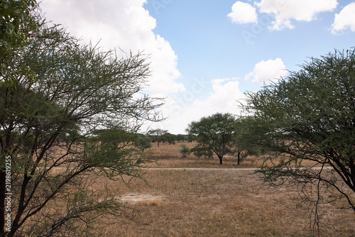 Bild auf Leinwand Eine trockene Graslandschaft mit locker verteilten schirmfoermigen Baeumen, Feldweg und hellem Wolkenhimmel in der Serengeti