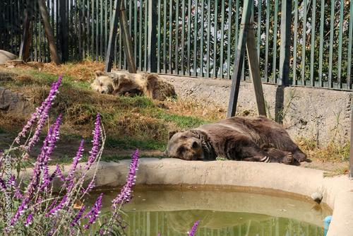 Photography Brown Bears Resting by a Pond