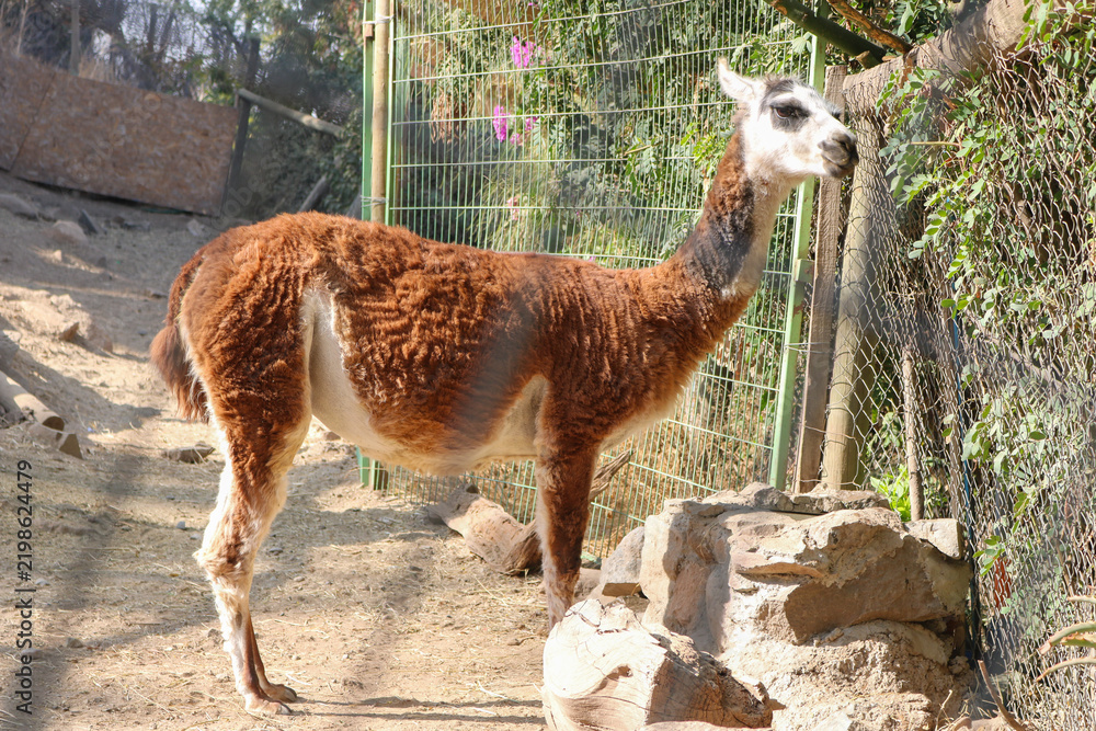 Fototapeta premium Llama in Santiago