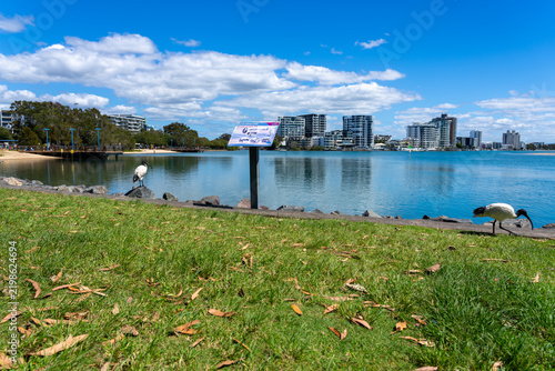 Black Swan Park Maroochydore