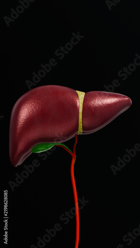 Human Liver Anatomy Isolated on Dark Background Showing Healthy Organ Structure and Internal Details for Medical Education and Healthcare Concept 3D Rendering