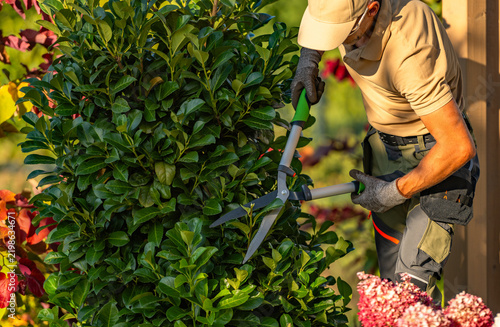Gardener using hedge shears on dense evergreen foliage