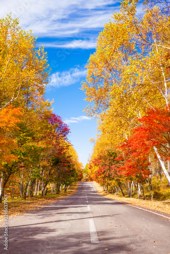 road in autumn forest