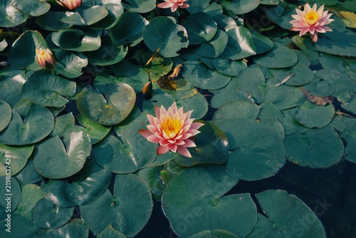Bild auf Leinwand water lily in the pond