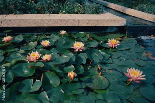 Obraz na płótnie water lilies in the pond