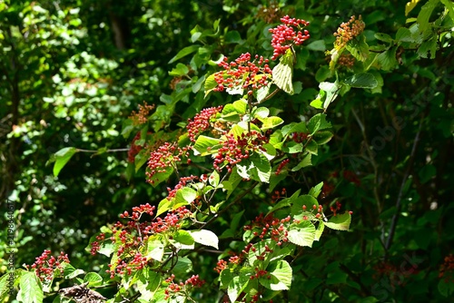 Linden arrowwood (Viburnum dilatatum). Viburnaceae deciduous shrub. It produces white flowers in early summer, and its red fruits (drupes) ripen in autumn and are used for food and medicinal liquor.