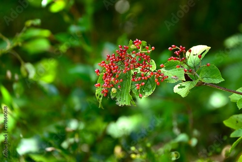 Linden arrowwood (Viburnum dilatatum). Viburnaceae deciduous shrub. It produces white flowers in early summer, and its red fruits (drupes) ripen in autumn and are used for food and medicinal liquor.