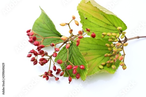 Linden arrowwood (Viburnum dilatatum). Viburnaceae deciduous shrub. It produces white flowers in early summer, and its red fruits (drupes) ripen in autumn and are used for food and medicinal liquor.
