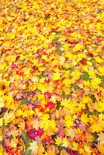 background of autumn leaves