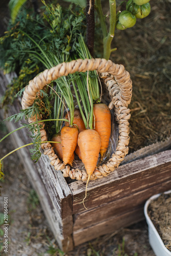 Freshly harvested organic carrots with green leafy tops in a rustic woven basket, symbolizing home gardening, seasonal harvest, healthy food and natural agriculture.