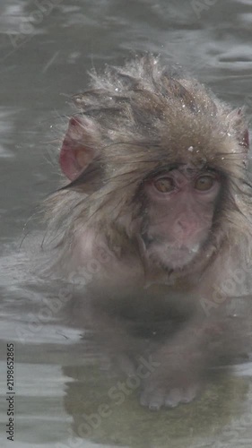 Young Snow Monkey Soaking in Hot Spring Close Up Japan Vertical Video