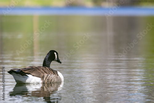 Obraz na plátně La Tuque, Quebec, 16 May 2026 : A Canada goose glides across the calm water of a pond