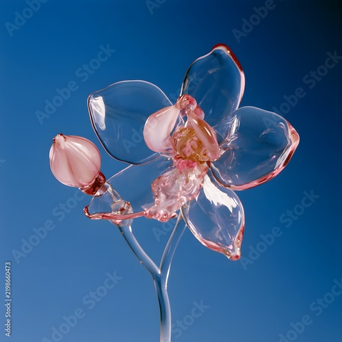 Transparent Pink Orchid Flower with Glass Like Petals Against Blue Background