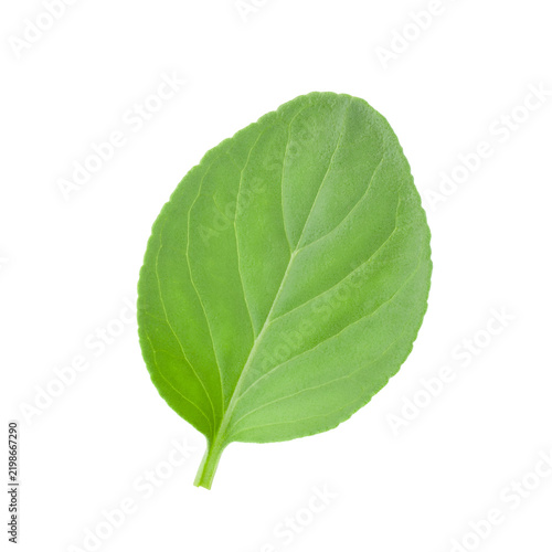 Plakat Single Fresh Green Leaf Isolated on Transparent Background