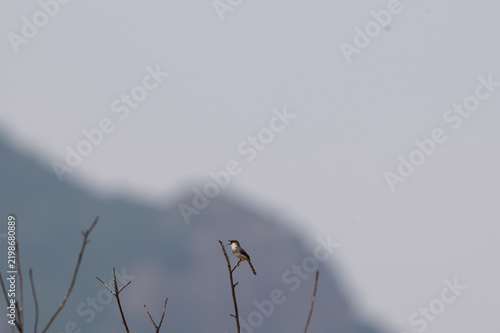 Photography A Ashy prinia perched gracefully on a bare tree branch amidst soft out of focus green foliage