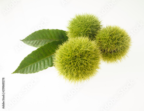Plakat 毬栗 白バック