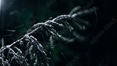 Snowy pine branch blowing in wind