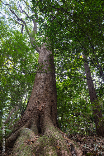 Huge tall trees growing high into sky with thick, branched roots in forest park guiding visitors toward Meiji Shrine entrance in Tokyo popular cultural landmark, Japan 