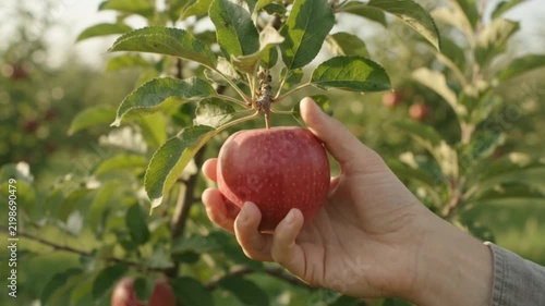 Woman Picking Fresh Red Apple from Apple Tree in Orchard