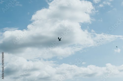 Photography birds in the sky