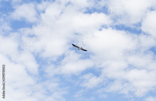 bird in flight
