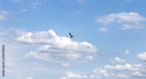 birds flying in the sky