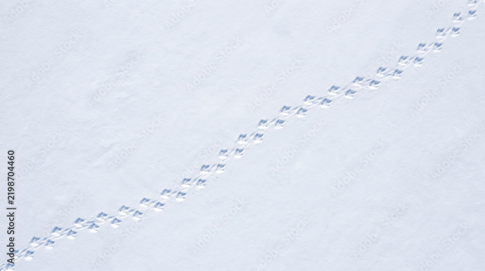 Obraz premium Penguin footprints crossing snow with clear trail in cold white environment showing animal movement